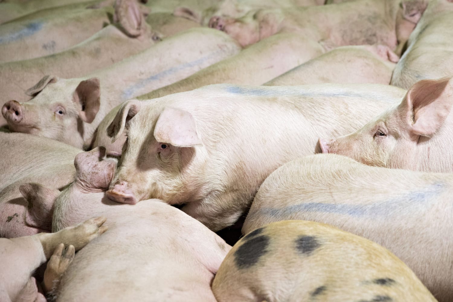 Trump administration allows pork slaughterhouses to have fewer USDA...